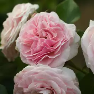 English Shrub Rose Eglantyne English Shrub Rose Eglantyne