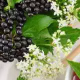 Elderberry Pkaeldber - Garden Express Australia