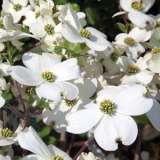 Flowering Dogwood White Flowering Dogwood White