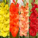 Gladioli Winter Col Colglawc2 2026 - Garden Express Australia
