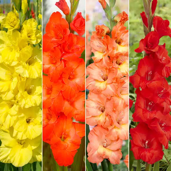 Gladioli Winter Collection 2 Gladioli Winter Collection 2