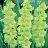 Gladioli Green Star Pkglagst - Garden Express Australia