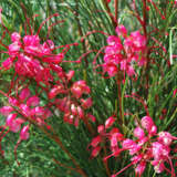 Grevillea Cherry Pie P68crecpi - Garden Express Australia