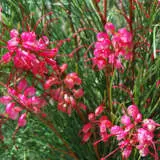Grevillea Cherry Pie P68crecpi - Garden Express Australia