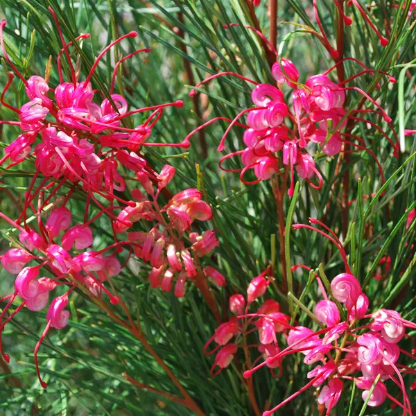 Grevillea Cherry Pie Grevillea Cherry Pie