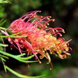 Grevillea Loopy Lou Grevillea Loopy Lou