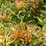 Grevillea Old Gold 16 - Garden Express Australia