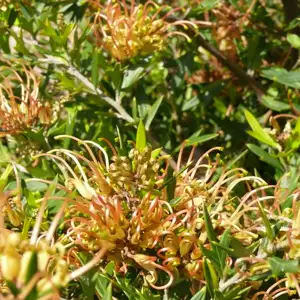 Grevillea Old Gold 50mm Grevillea Old Gold 50mm
