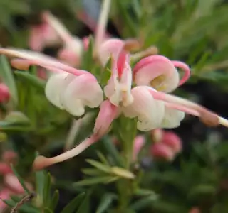 Grevillea Pink Pixie Grevillea Pink Pixie