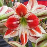 Hippeastrum Favourites Collection Hippeastrum Favourites Collection