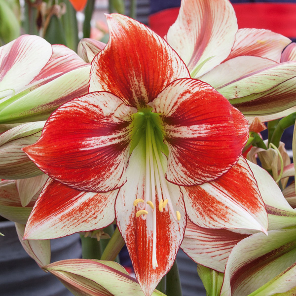 Hippeastrum Favourites Collection Hippeastrum Favourites Collection