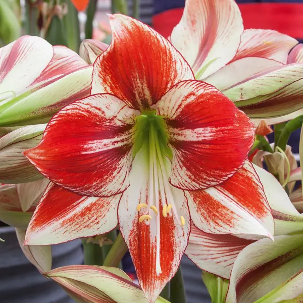 Hippeastrum Favourites Collection Hippeastrum Favourites Collection