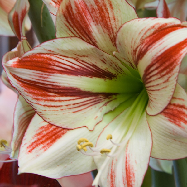 Hippeastrum Ambiance Hippeastrum Ambiance
