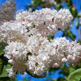 Lilac Cora Brandt 16 - Garden Express Australia