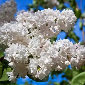 Lilac Cora Brandt