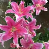Lilium Marlon Lilium Marlon