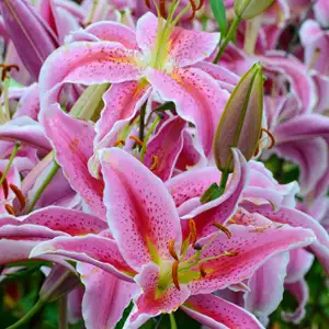 Lilium Sorbonne Lilium Sorbonne