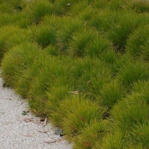 Starter Pack – Lomandra Little Con