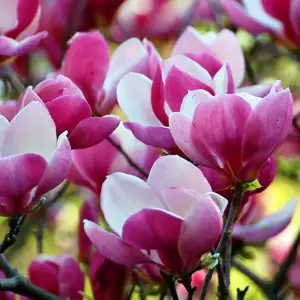 Magnolia Cameo (Pbr)