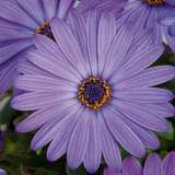 Osteospermum Power Packed Blue Osteospermum Power Packed Blue