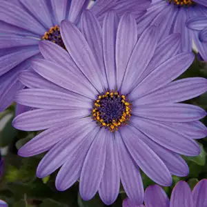 Osteospermum Power Packed Blue Osteospermum Power Packed Blue