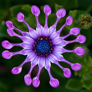 Osteospermum Spider Purple Osteospermum Spider Purple