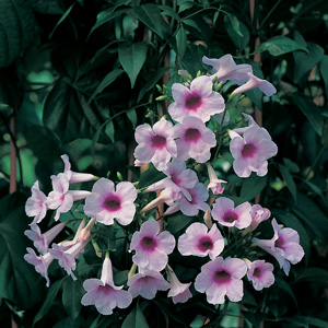 Pandorea Bower Of Beauty Pandorea Bower Of Beauty