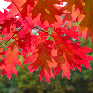Pin Oak- Treeling Pin Oak- Treeling