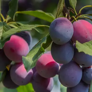 Dwarf Plum Elephant Heart Dwarf Plum Elephant Heart