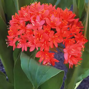 Scadoxus Inyanga Fireball Scadoxus Inyanga Fireball
