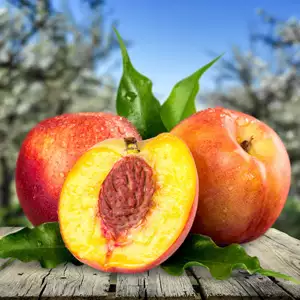 Super Dwarf Nectarine Sunset (pbr) Super Dwarf Nectarine Sunset (pbr)