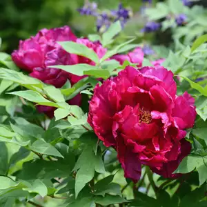 Tree Peony Banquet Tree Peony Banquet