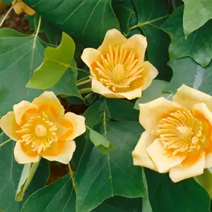 Tulip Tree Tulip Tree