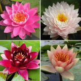Water Lily Collection 2026 Colwlicol - Garden Express Australia