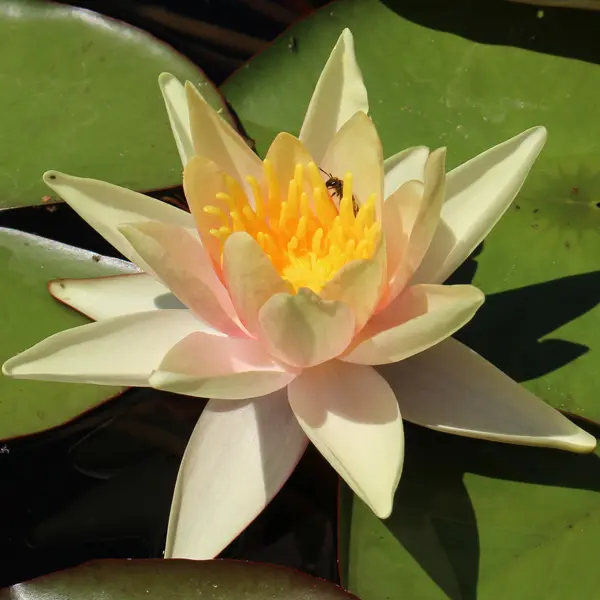 Water Lily Sioux Water Lily Sioux