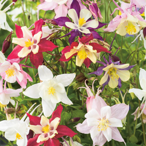 Aquilegia Mixed Aquilegia Mixed