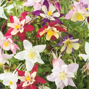 Aquilegia Mixed Aquilegia Mixed