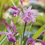 Chinese Ground Orchid Chinese Ground Orchid