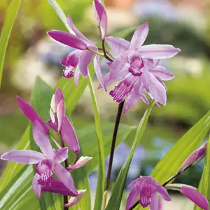 Chinese Ground Orchid Chinese Ground Orchid