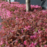 Loropetalum China Pink Lpolorcpi 2020 - Garden Express Australia
