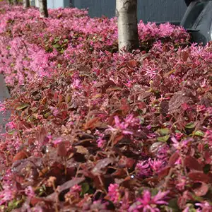 Loropetalum China Pink Loropetalum China Pink