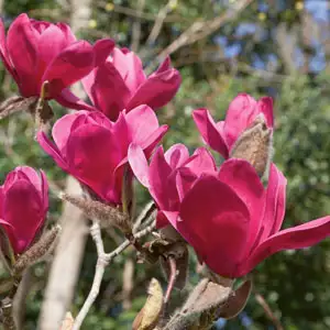 Magnolia Vulcan (Pbr) Magnolia Vulcan (Pbr)