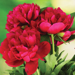 Peony Rose Dr Greveaux 140mm Pot Peony Rose Dr Greveaux 140mm Pot