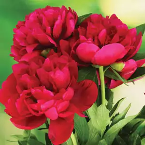 Peony Rose Dr Greveaux 140mm Pot Peony Rose Dr Greveaux 140mm Pot