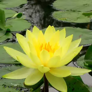 Water Lily Chromatella Water Lily Chromatella