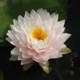 Water Lily Gloire Du Temple Pkwligdt - Garden Express Australia