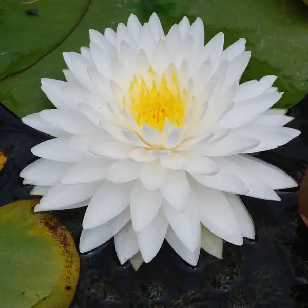 Water Lily Queen Of The Whites Water Lily Queen Of The Whites