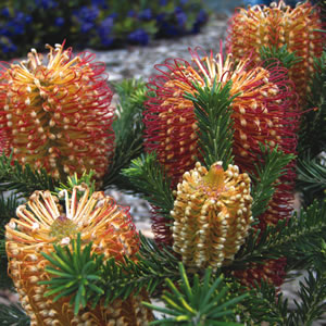 Banksia Dwarf Red 50mm Banksia Dwarf Red 50mm