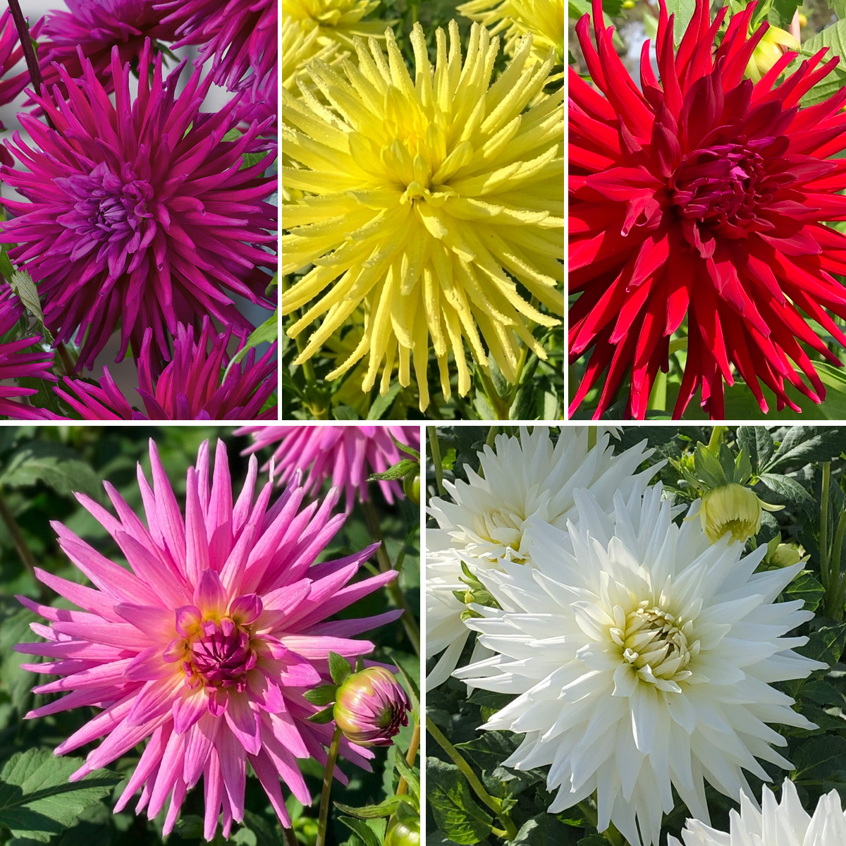 Dahlia Cacti Collection Dahlia Cacti Collection