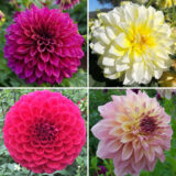 Collection Coldahgia Dahlia Giant Collection - Garden Express Australia